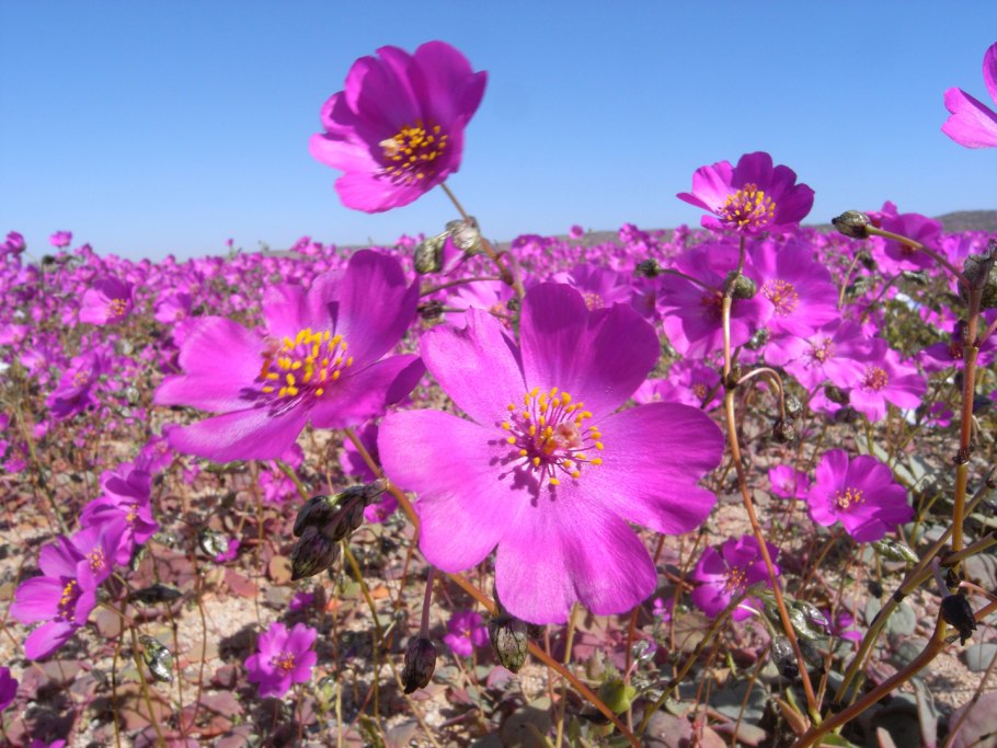 Цветущая пустыня Анза Боррего Калифорния