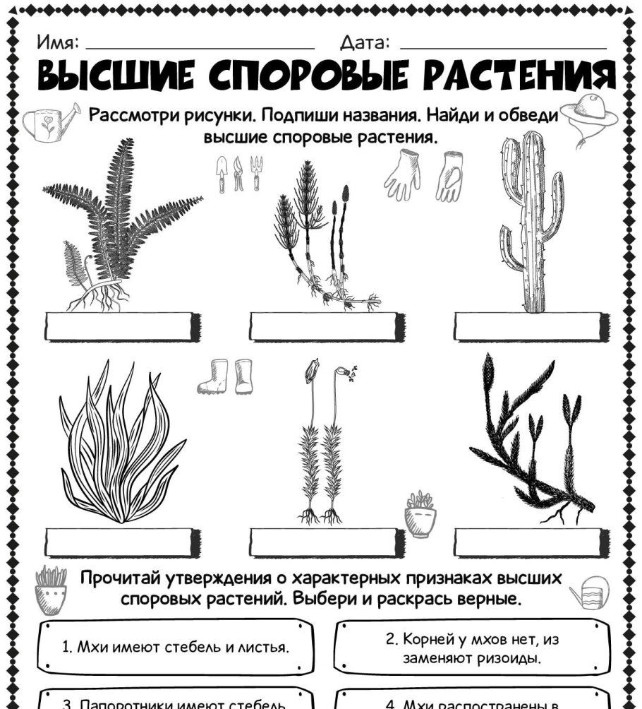 Высшие растения споровые и семенные таблица
