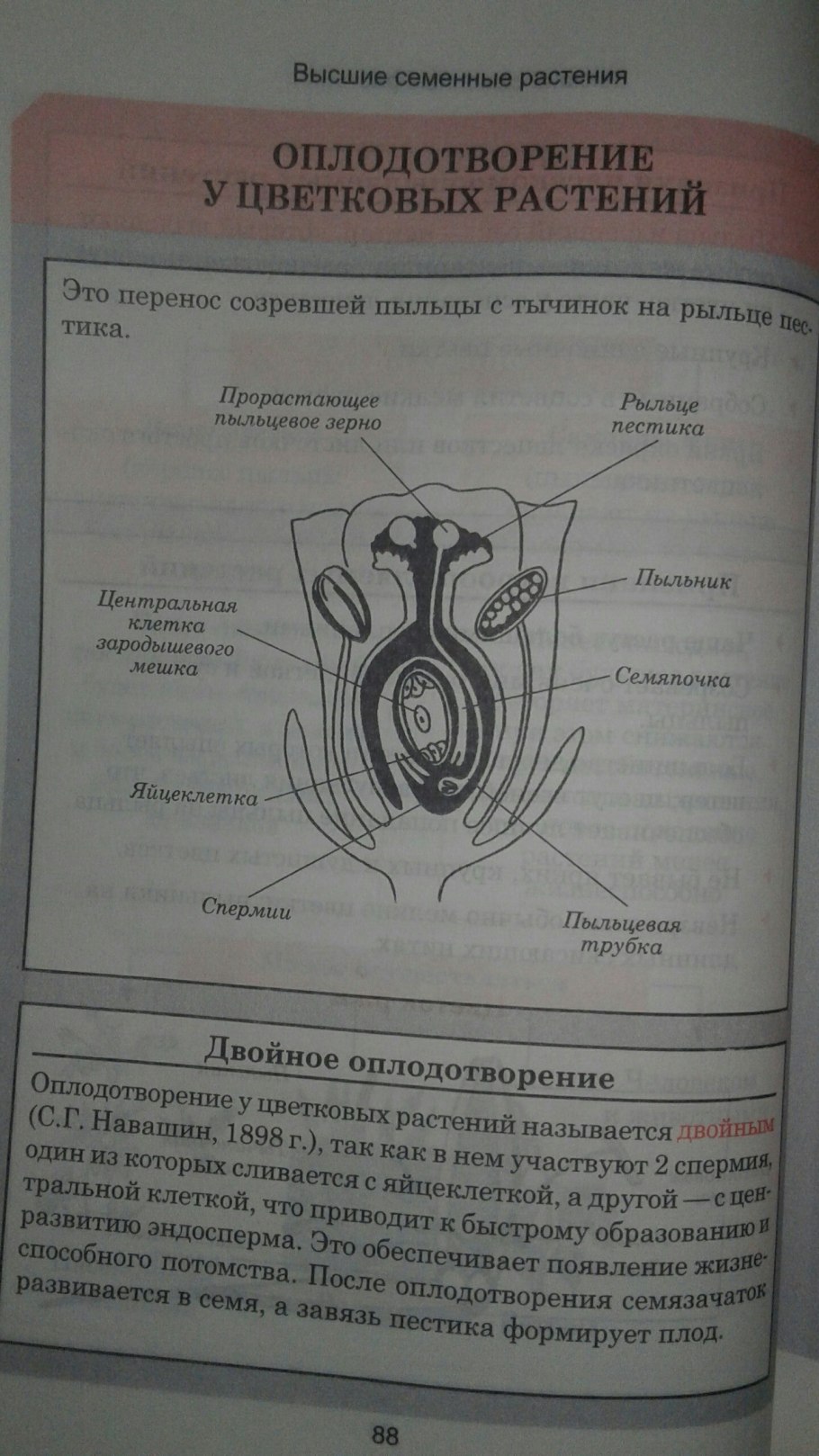 Схема полового размножения цветковых растений