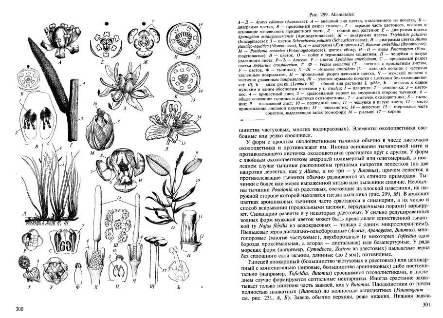 Интеллект карта размножение растений