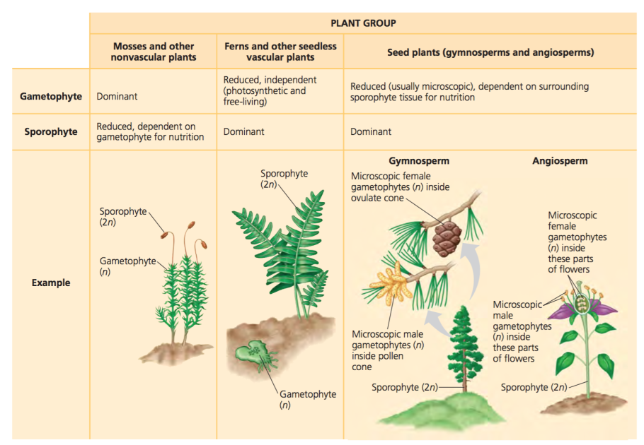 Листопадное хвойное растение