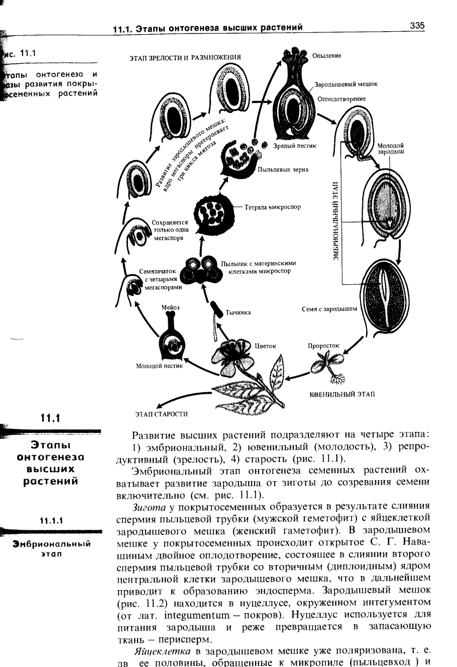 Вегетативные органы цветковых растений