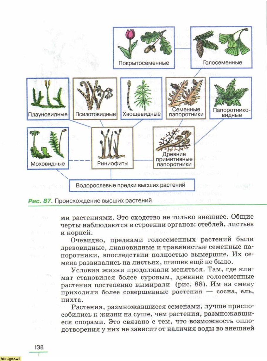 Высшие споровые растения сравнительная таблица