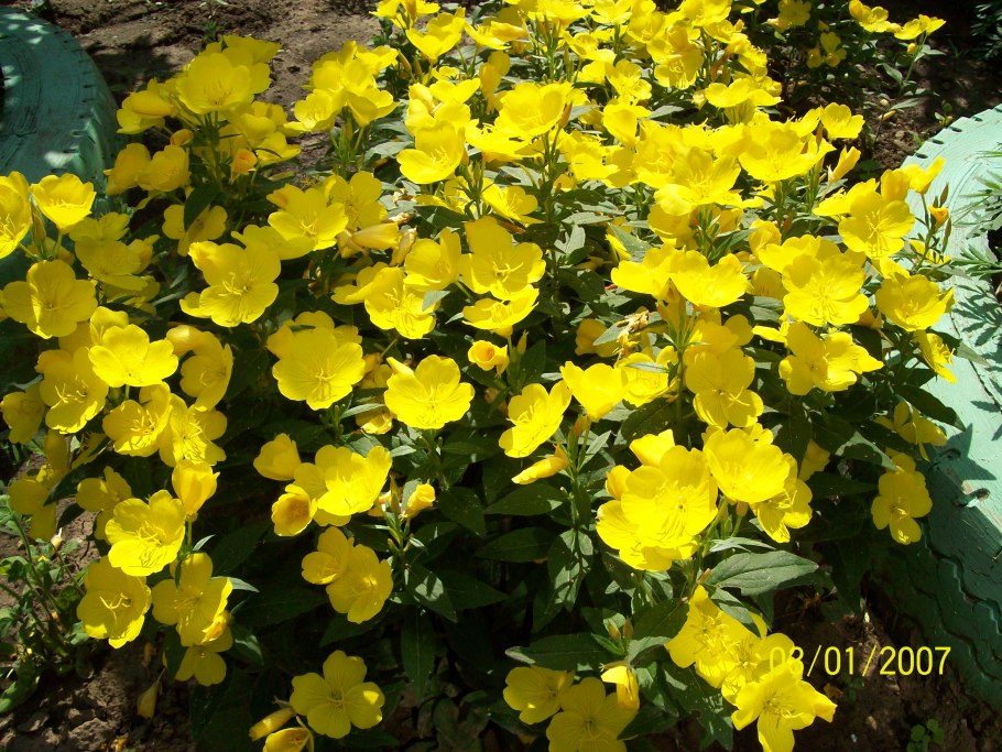 Цветы Этерия ночная свеча