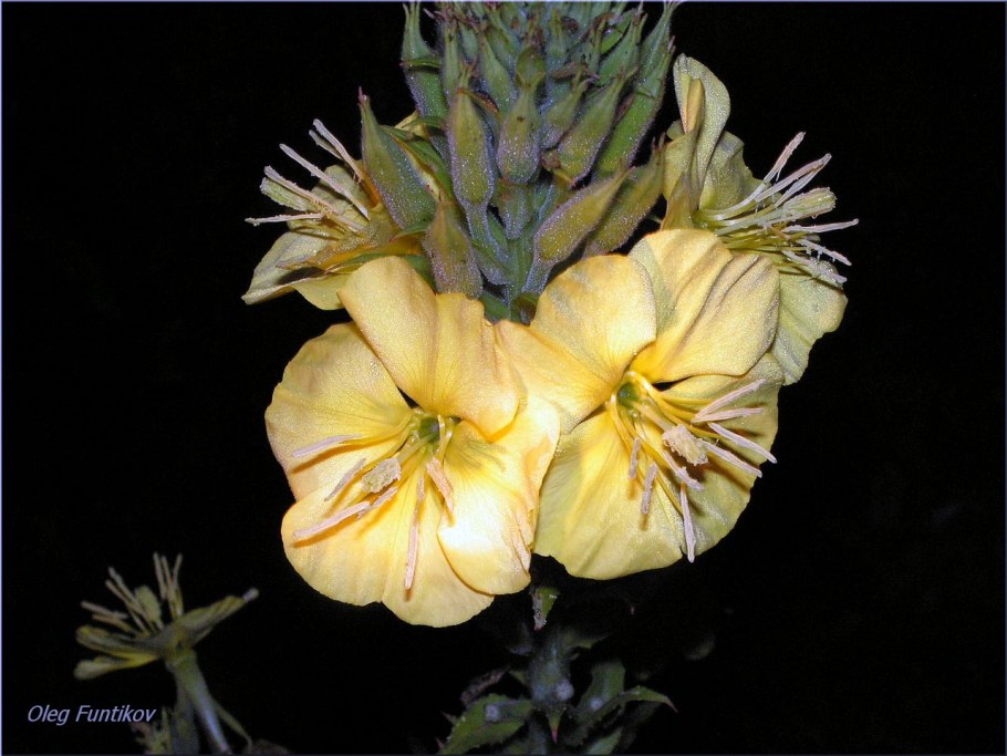 Лунник цветок