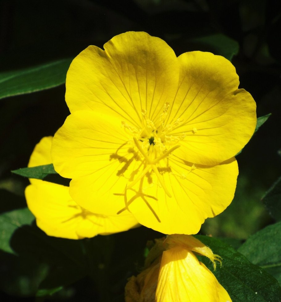 Энотера Лунник