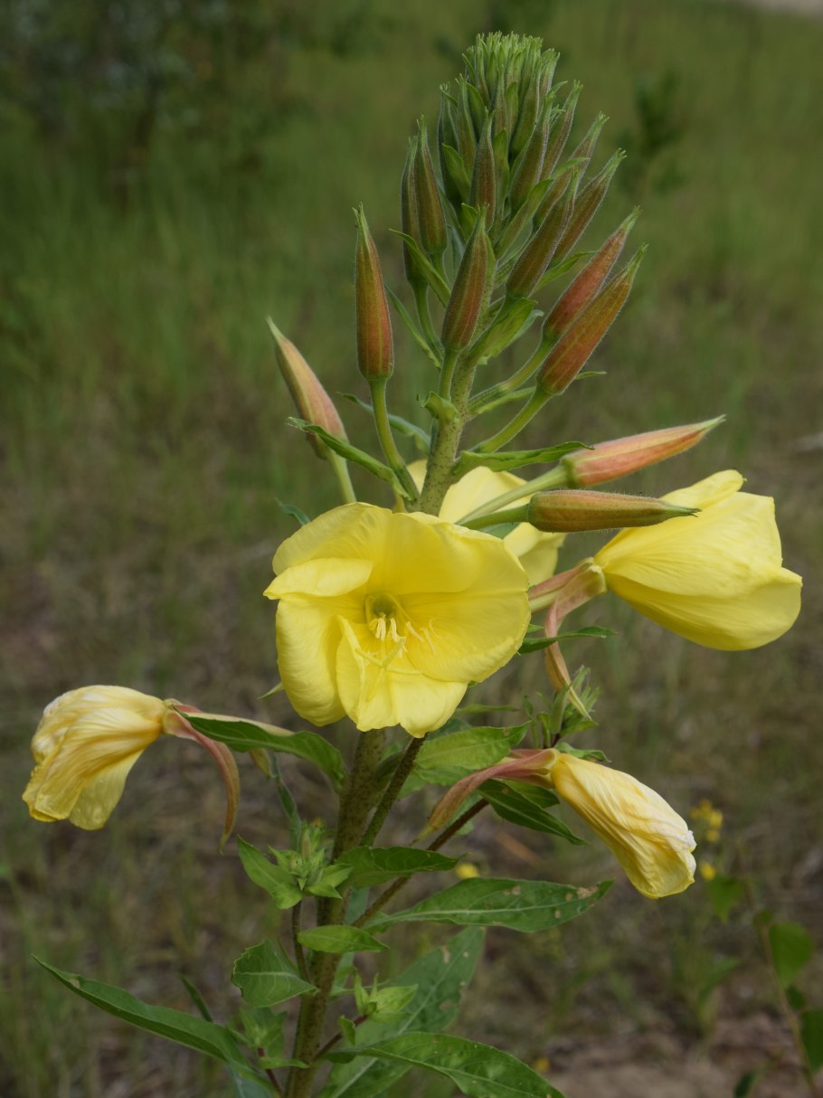 Лунник цветок желтый