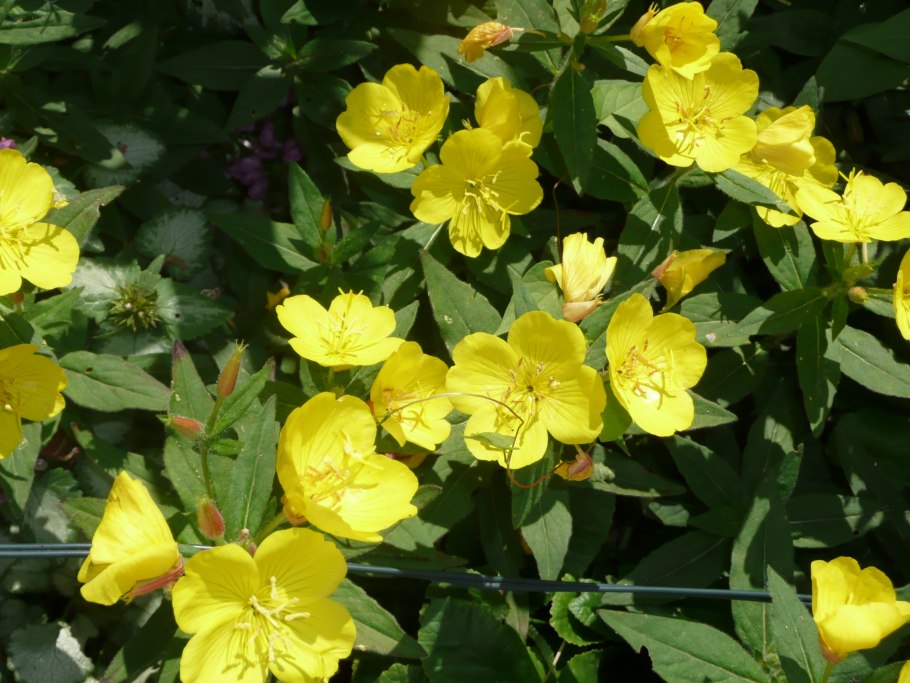 Энотера Пиноккио