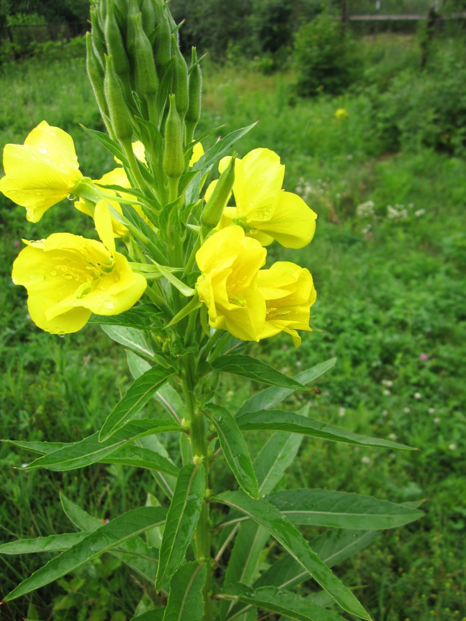 Энотера миссурийская ночная свеча Гавриш