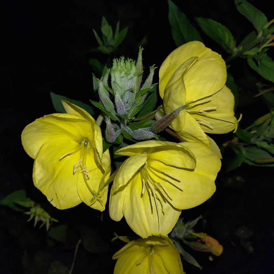 Энотера ночная свеча