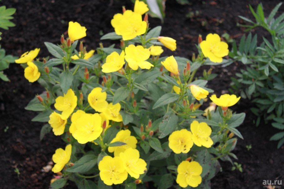 Энотера ночная красавица