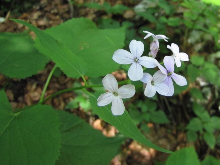 Энотера миссурийская