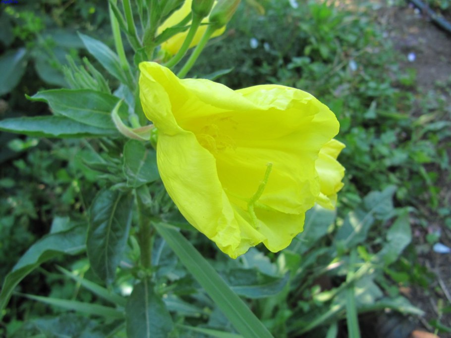 Энотера миссурийская