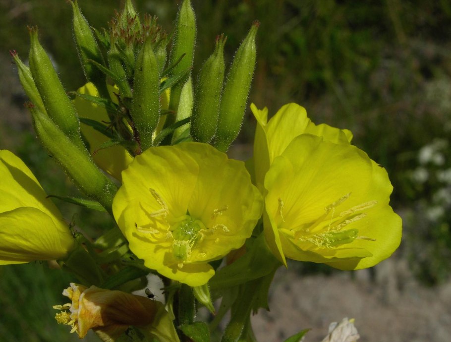 Энотера Лунник