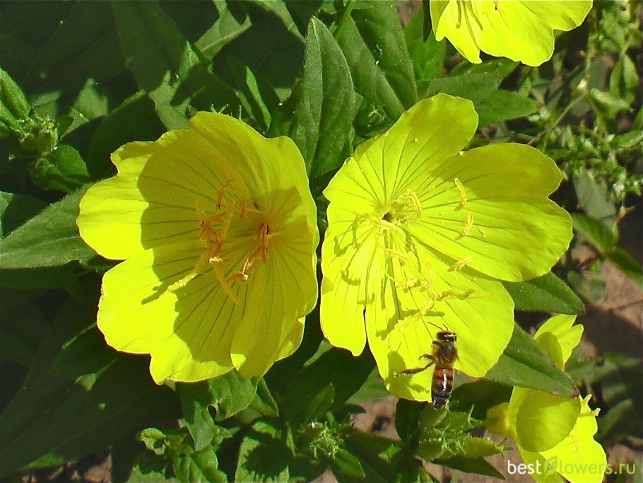 Лунария Rediviva