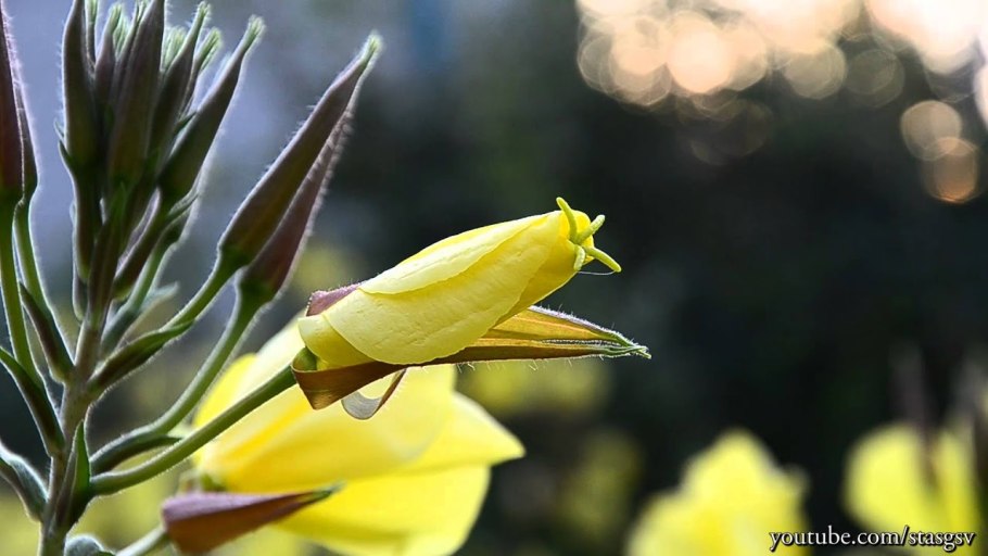 Энотера миссурийская желтая