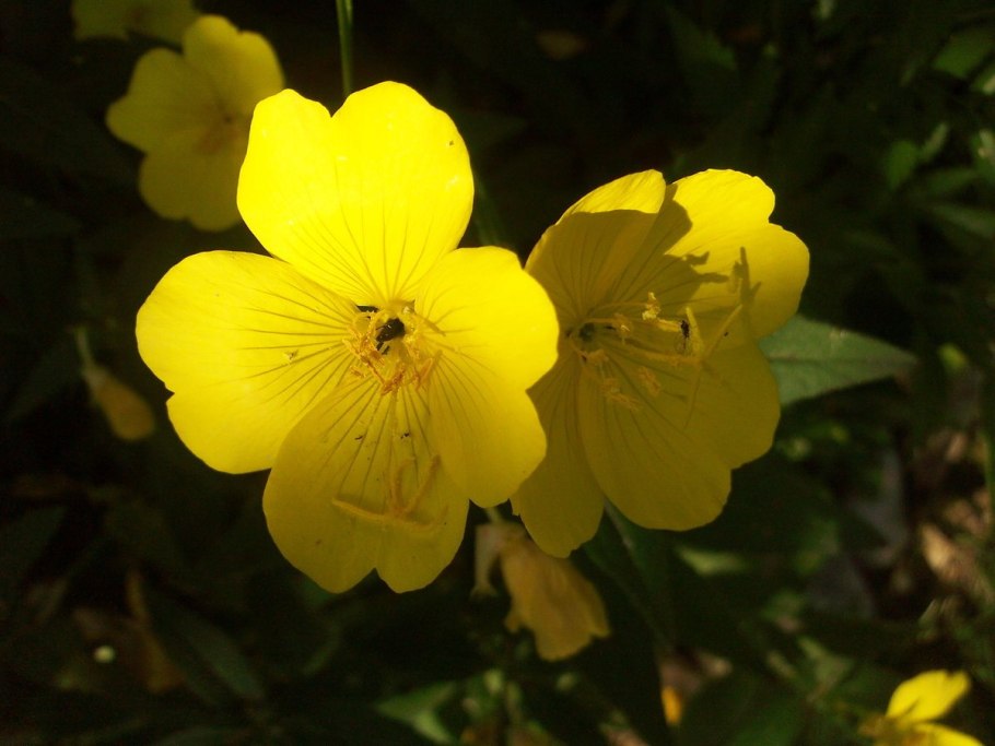 Энотера миссурийская ночная свеча Гавриш