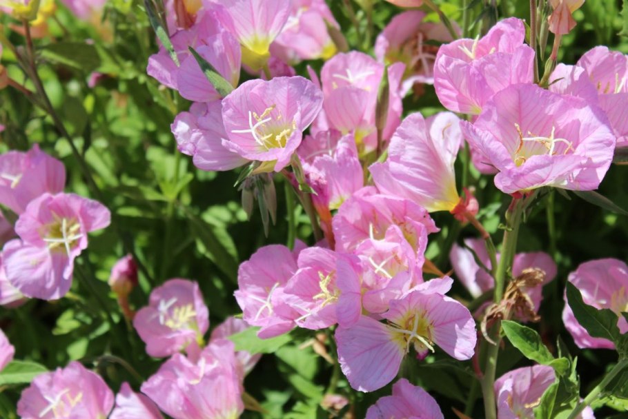 Цветок энотера ночная свеча