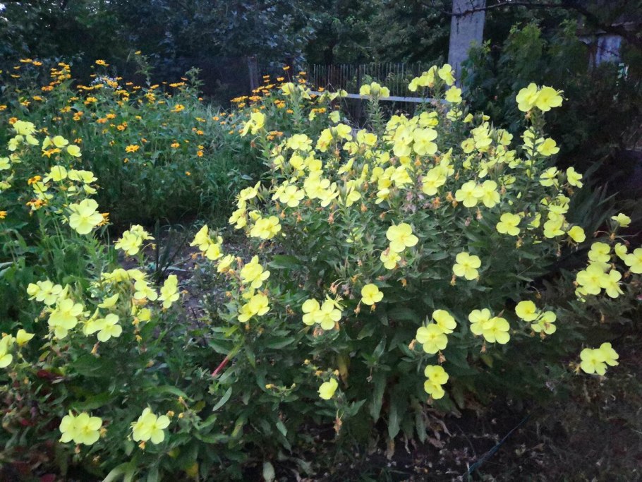 Энотера ночная красавица