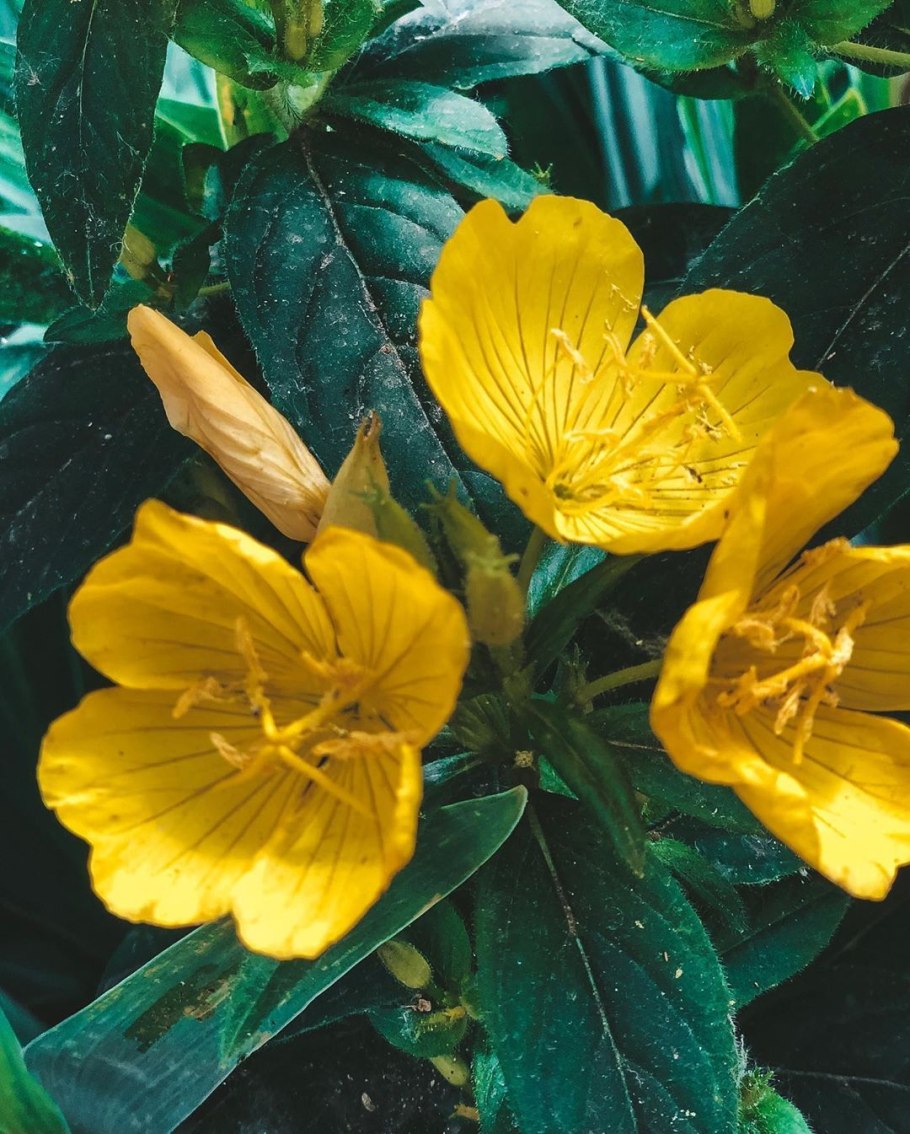 Энотера Ламарка