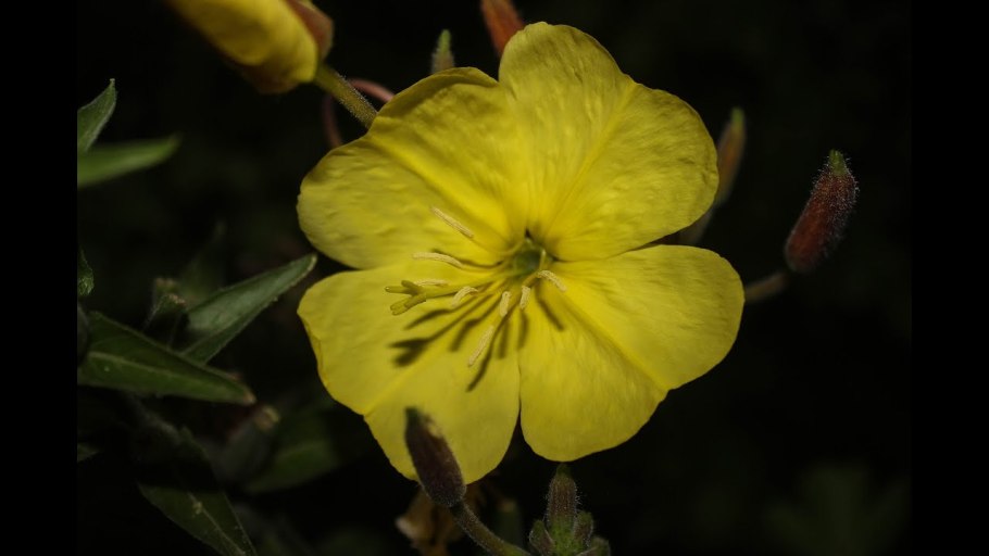 Энотера Пиноккио