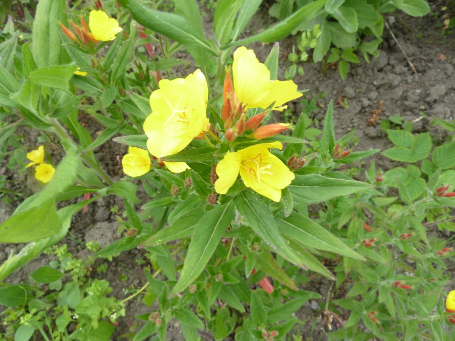 Энотера миссурийская