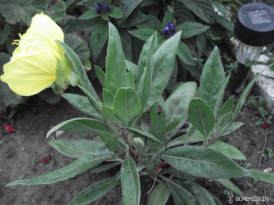 Энотера Лунник