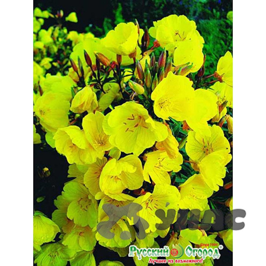 Энотера миссурийская желтая