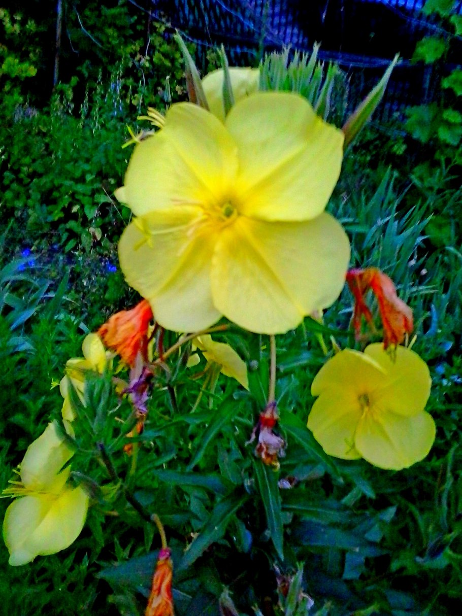 Крымская энотера