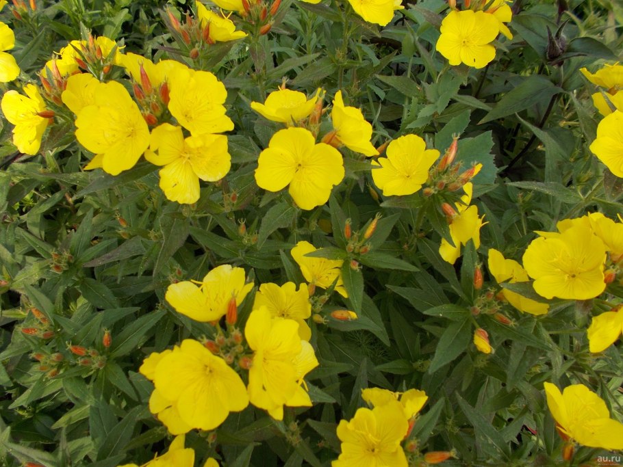 Энотера миссурийская Золотая