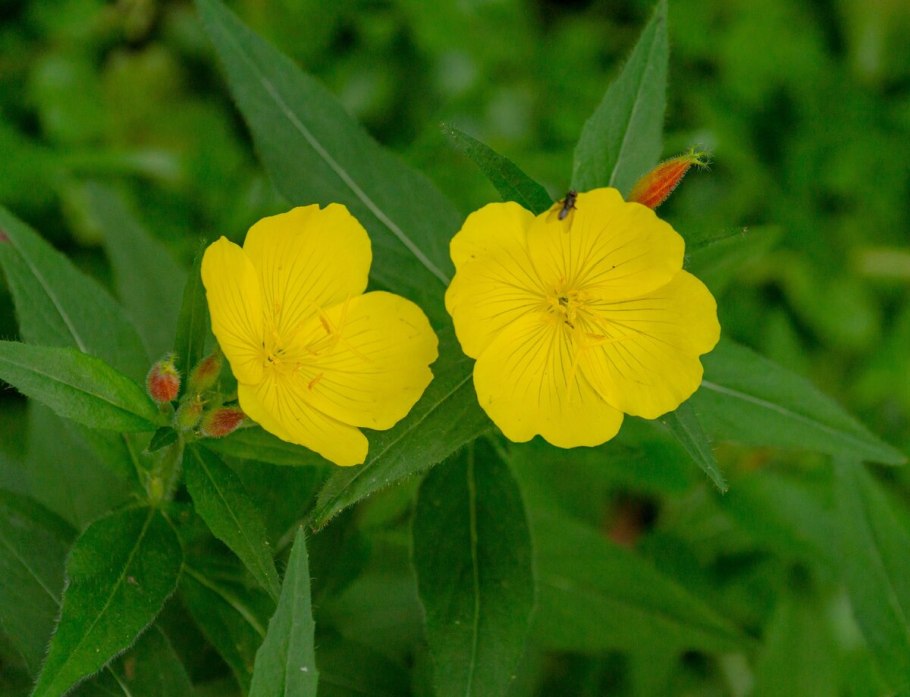 Энотера белая