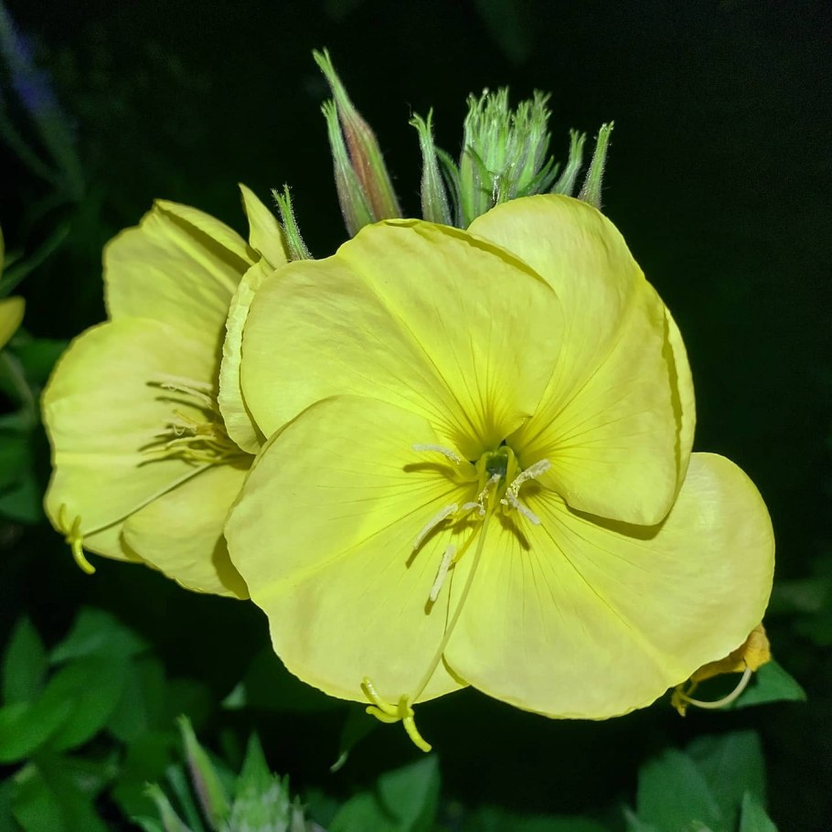 Энотера ночная свеча