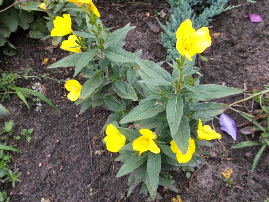 Энотера Ламарка