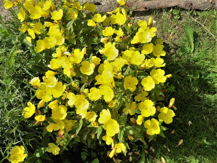 Цветок энотера ночная