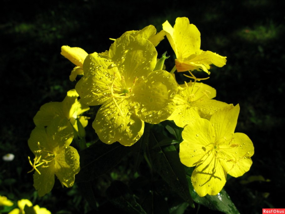 Энотера кустарниковая ослинник