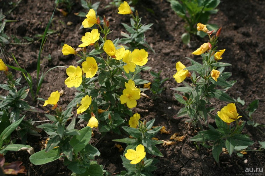 Семена энотера миссурийская ночная свеча