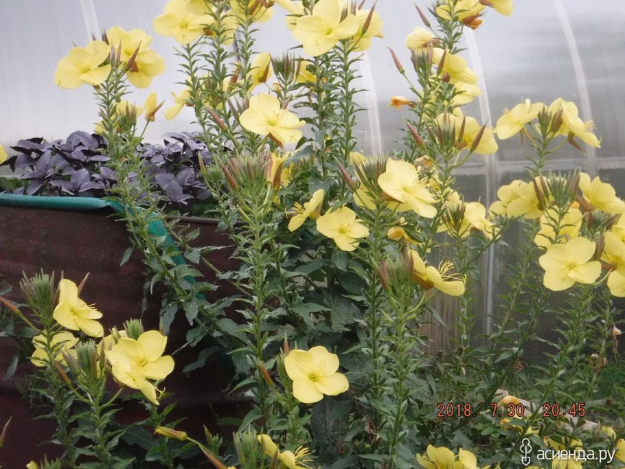 Энотера ночная свеча