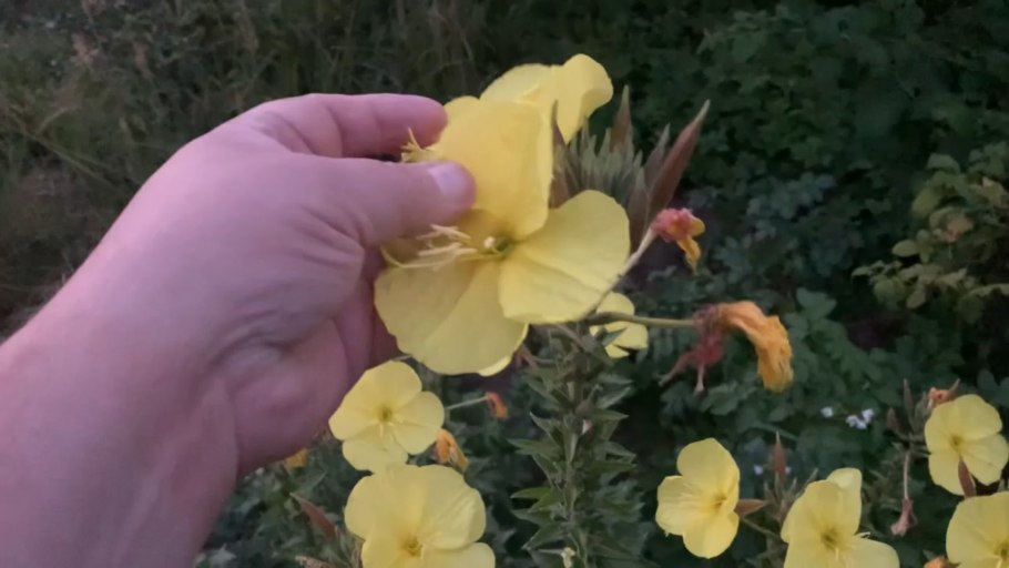 Энотера ночная