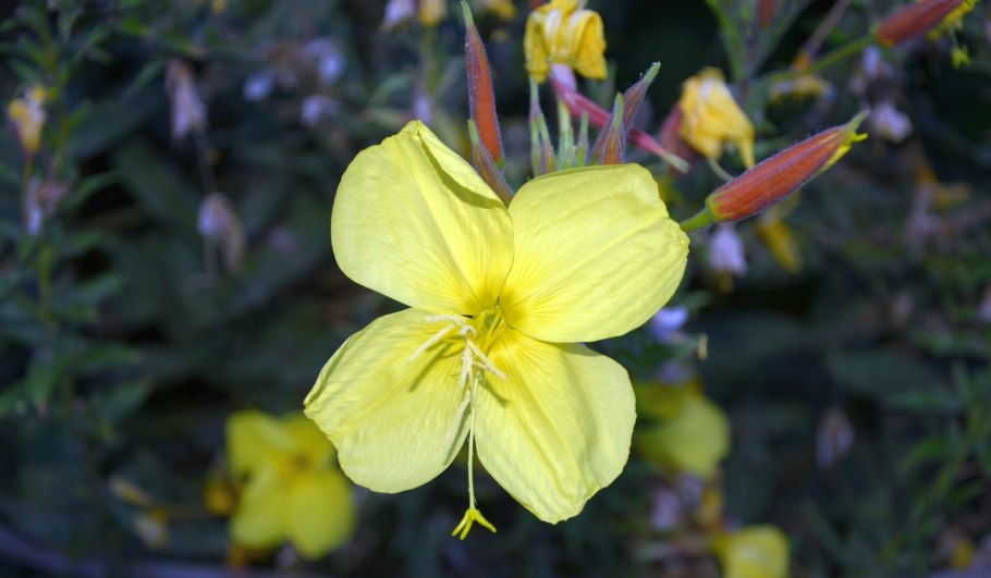 Лунария Волошин