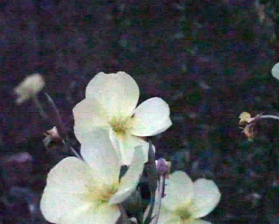 Лунник однолетний желтый