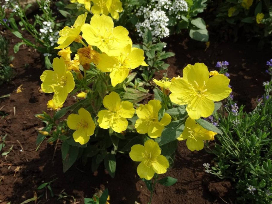 Энотера вечерняя звезда