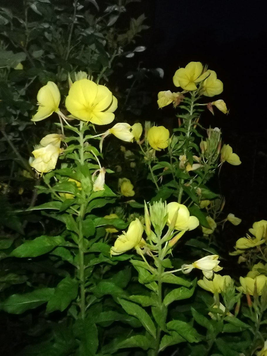 Энотера ночная свеча