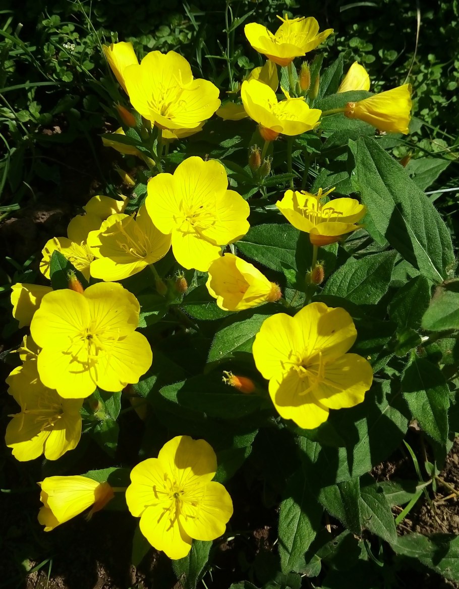 Энотера ослинник