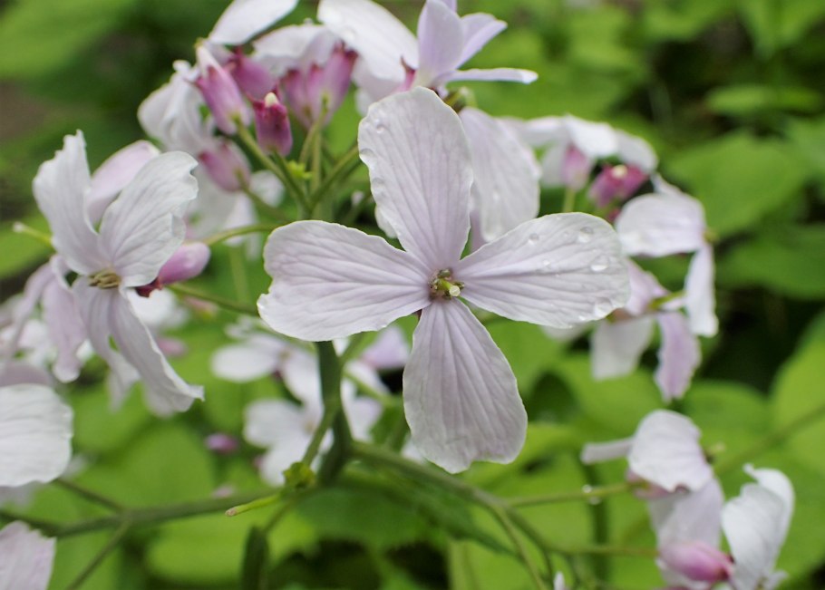 Энотера желтая свеча