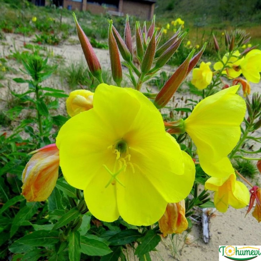 Когда высаживать саженцы энотеры