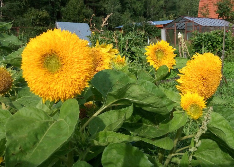Подсолнечник декоративный Дабл Делайт f1
