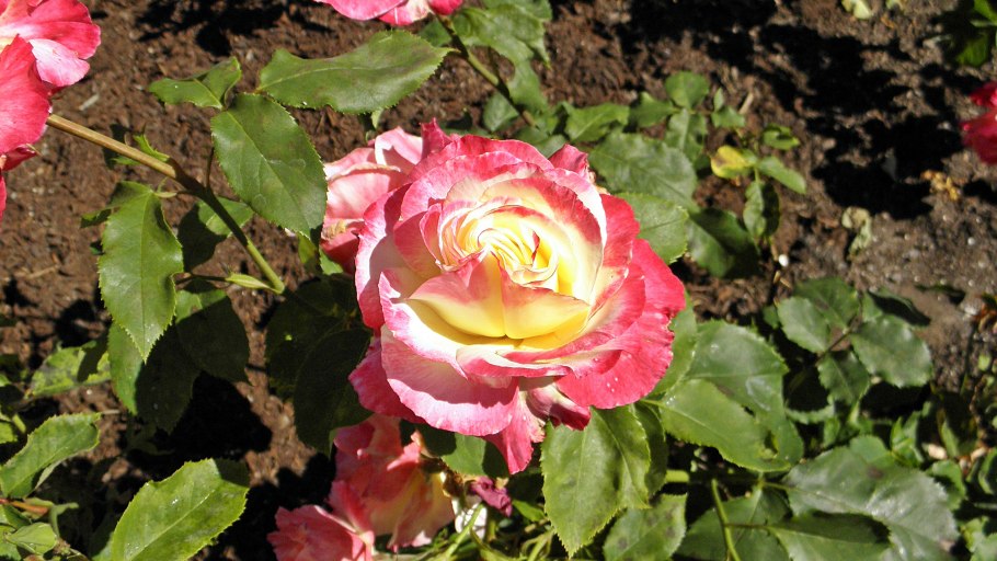 Подсолнечник Медвежонок Гавриш