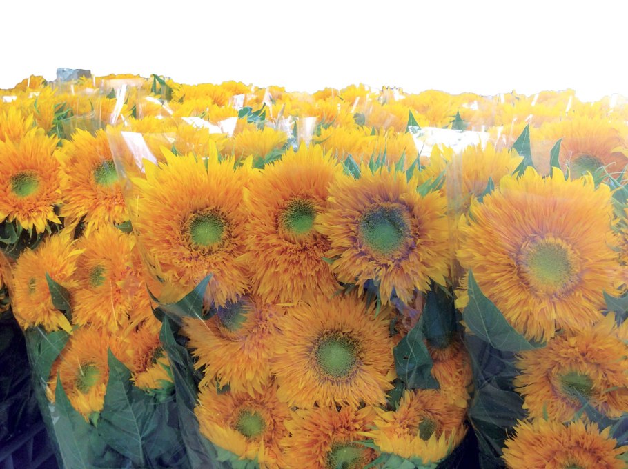 Декоративный подсолнух Дабл Делайт