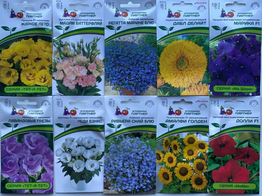 Подсолнух с семечками фотография