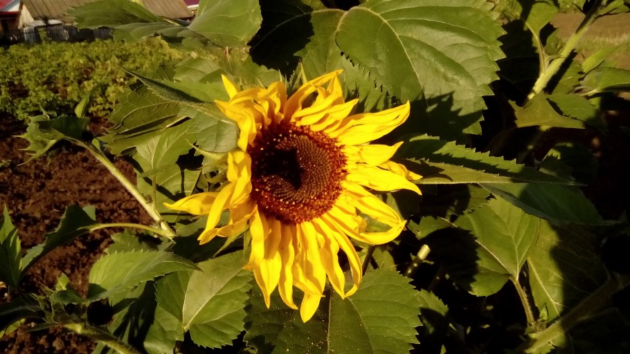 Подсолнечник однолетний Сириус